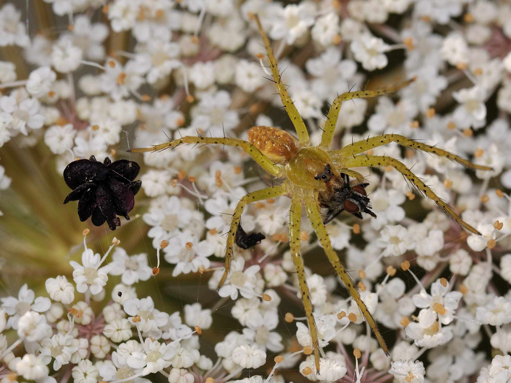 Dolomedes sp.